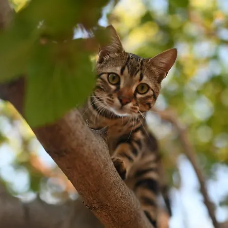 Nyaraló Skypiea *